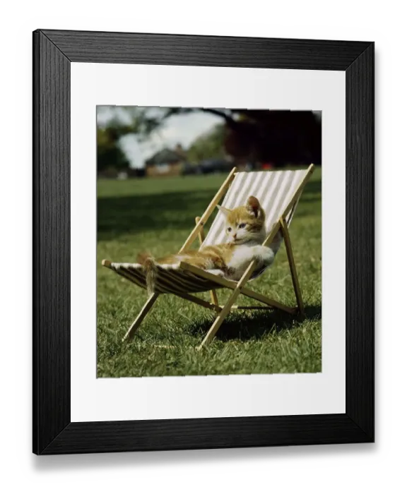 Framed Print : Cat lying in deck chair, England, Great Britain Framed Print : Cat lying in deck chair, England, Great Britain