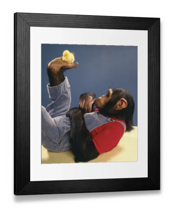 Framed Print : Chimpanzee plays with Kittens, England Framed Print : Chimpanzee plays with Kittens, England