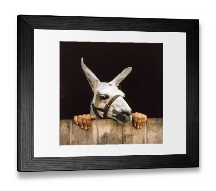 Framed Print : Donkey and Human Hands, England, Great Britain