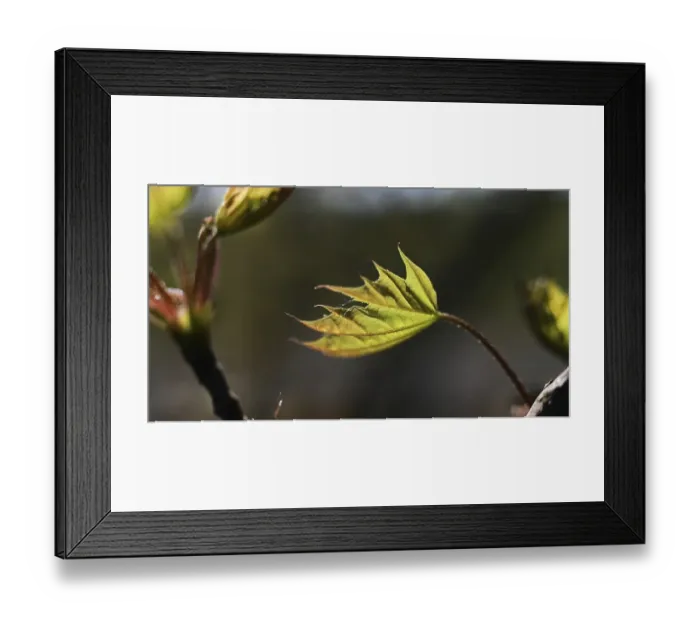 Framed Print : Nature in the Dutch province of Drenthe on 19 Framed Print : Nature in the Dutch province of Drenthe on 19