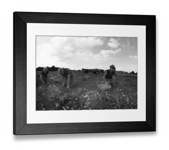 Framed Print : Farmers working in the fields in Muensterland on 10