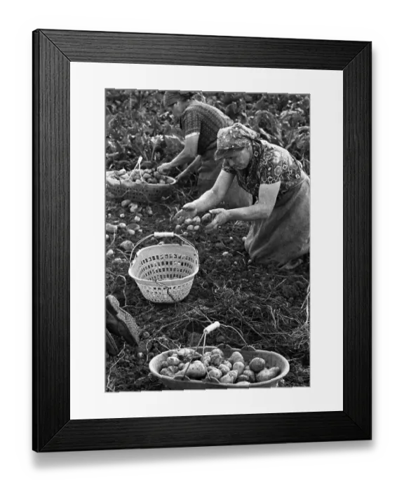 Framed Print : Farmers working in the fields in Muensterland on 10 Framed Print : Farmers working in the fields in Muensterland on 10