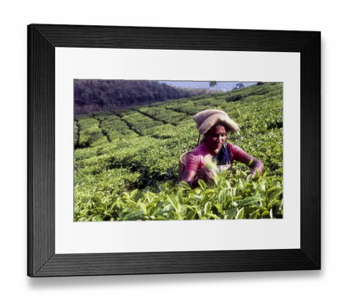 Framed Print : Tea picker in a Rajamalai plantation in Munnar
