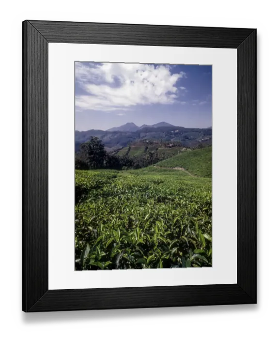 Framed Print : Tea gardens in Rajamalai, Munnar Framed Print : Tea gardens in Rajamalai, Munnar