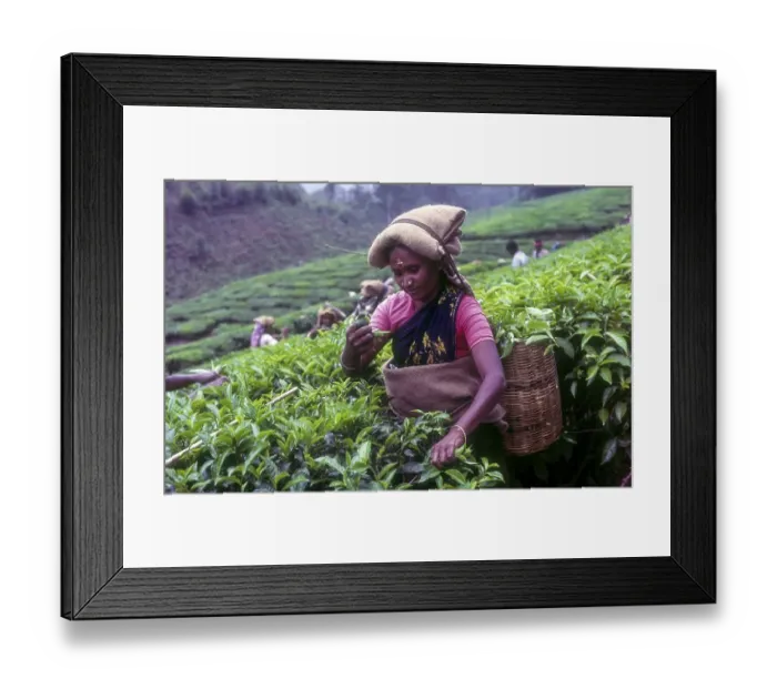 Framed Print : Tea picker in a Rajamalai plantation in Munnar