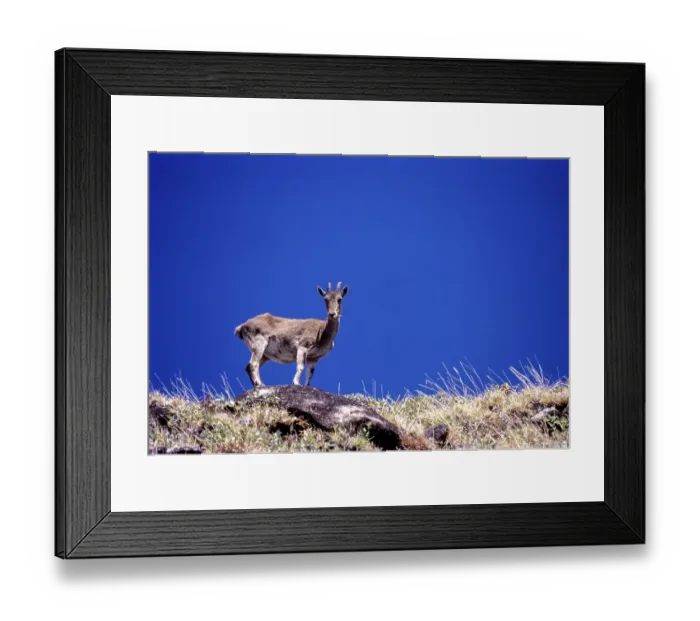 Framed Print : The Nilgiri Tahr (Nilgiritragus hylocrius) in Rajamalai (Eravikulam) National Park