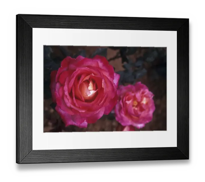 Framed Print : Rose flower, Rose Garden in Vijayanagaram of Ooty