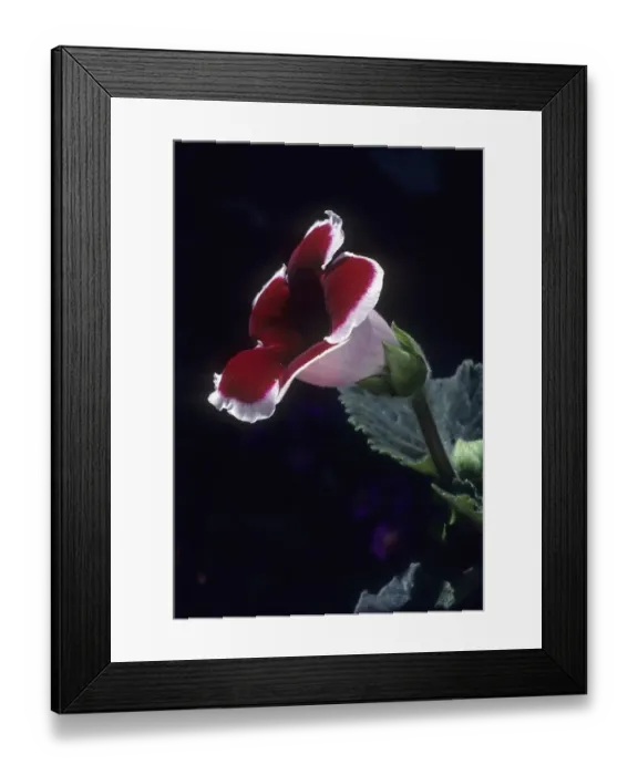 Framed Print : Gloxinia flower, Sinningia Hybrida in Coonoor Sims park