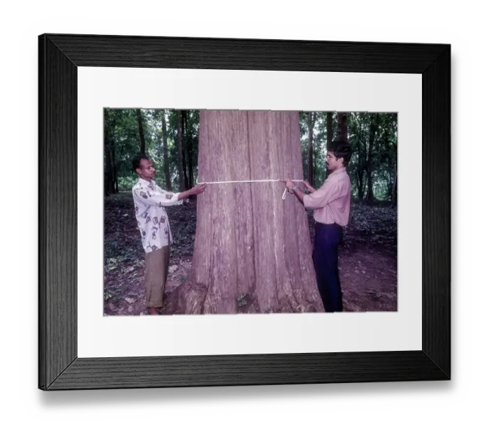 Framed Print : The Connolly´s plot, oldest Teak trees plantation in world planted in 1846 in Nilambur