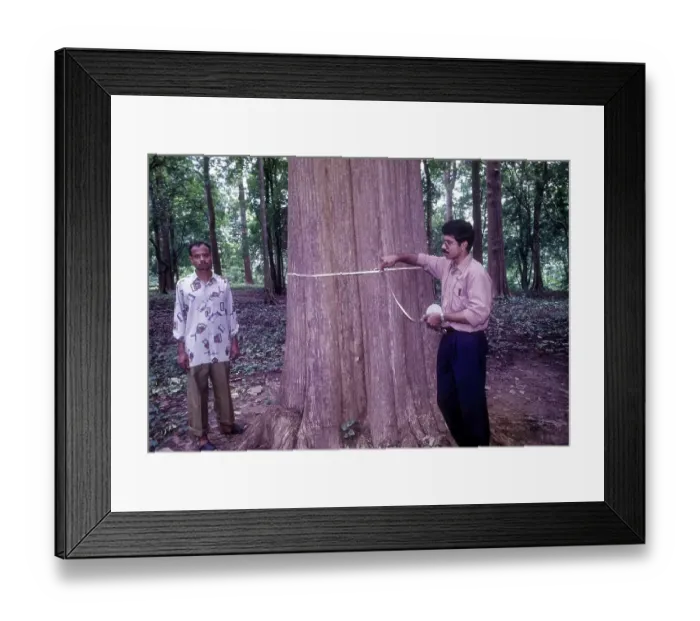 Framed Print : The Connolly´s plot, oldest Teak trees plantation in world planted in 1846 in Nilambur