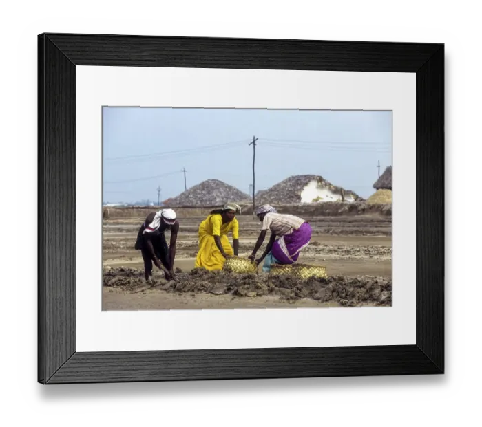 Framed Print : Workers in salt pan at Thoothukudi Tuticorin