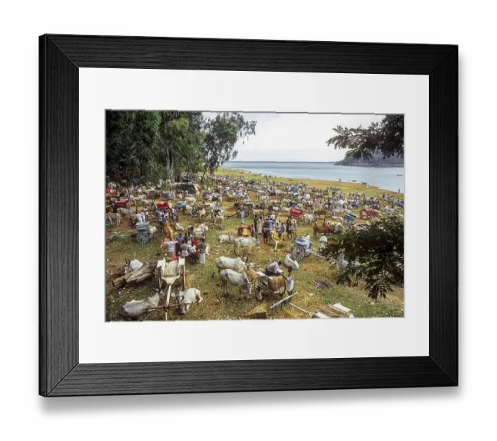 Framed Print : Gathering of Bullock carts during Aadi Amavasai festival at Thirumoorthy Hills Framed Print : Gathering of Bullock carts during Aadi Amavasai festival at Thirumoorthy Hills