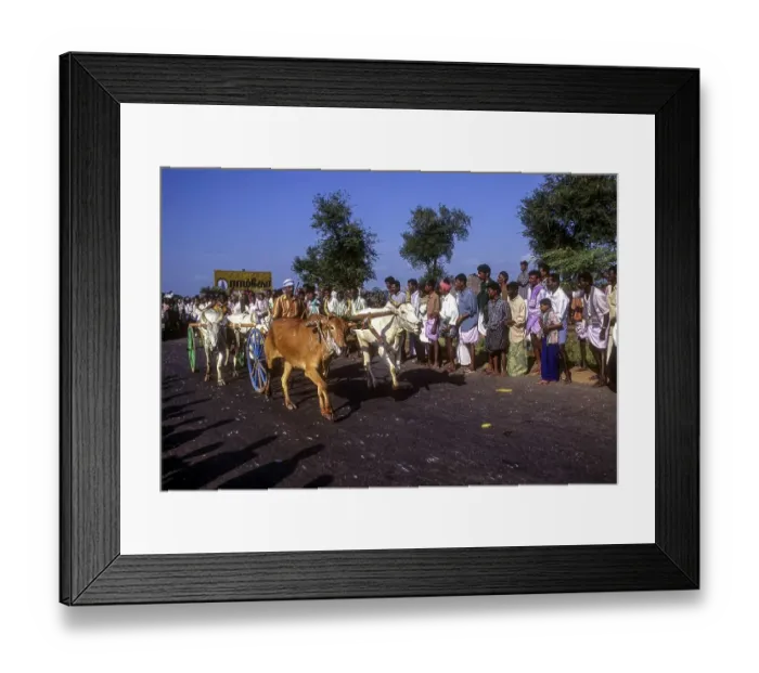 Framed Print : Bullock cart Rekla race in Madurai