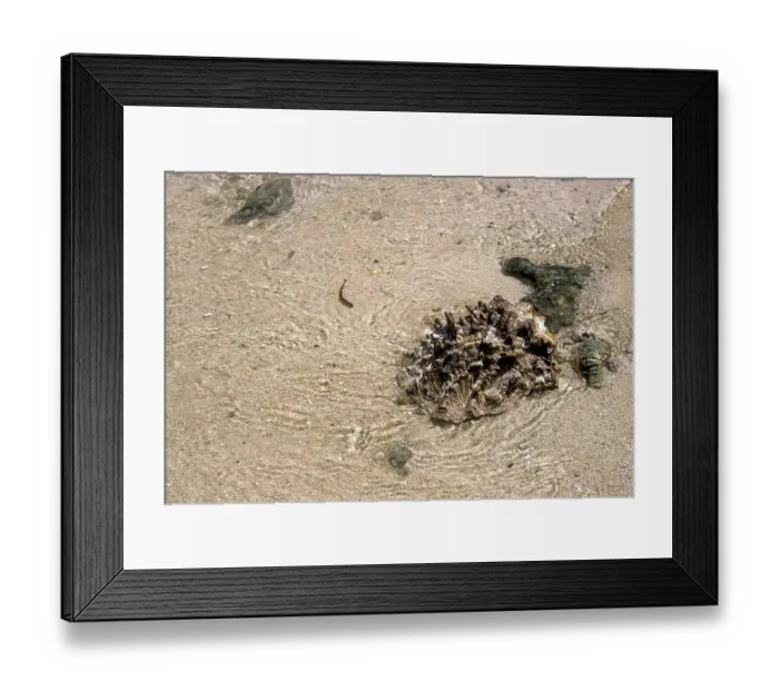 Framed Print : Seashell on Havelock Island beach