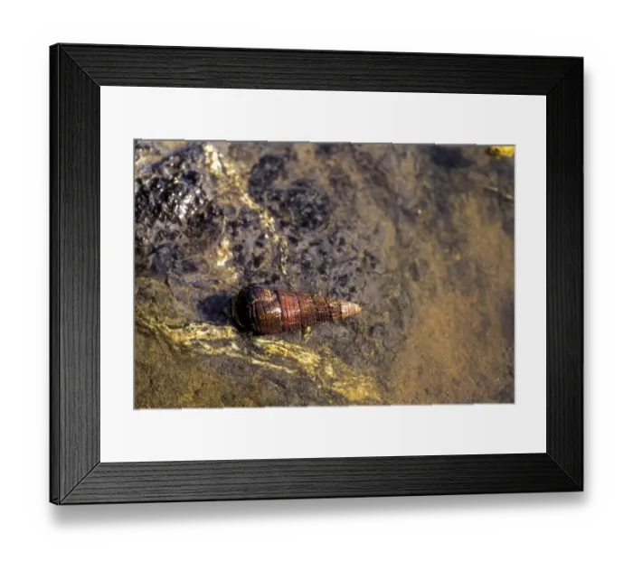 Framed Print : Snail on the beach, Port Blair Framed Print : Snail on the beach, Port Blair