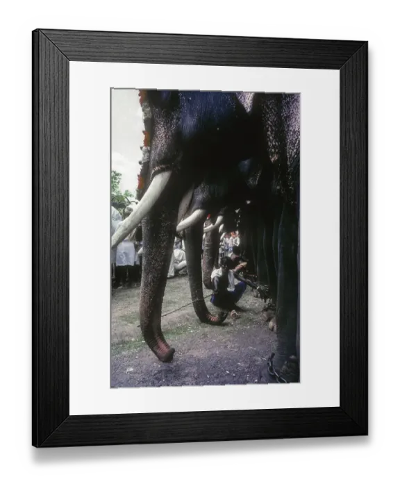 Framed Print : Mahouts resting at the foot of the elephant in Pooram Festival in Thrissur Trichur