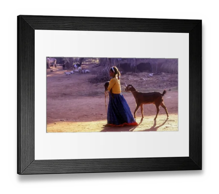 Framed Print : Lass taking along goat and lamb at Kokkarebellur