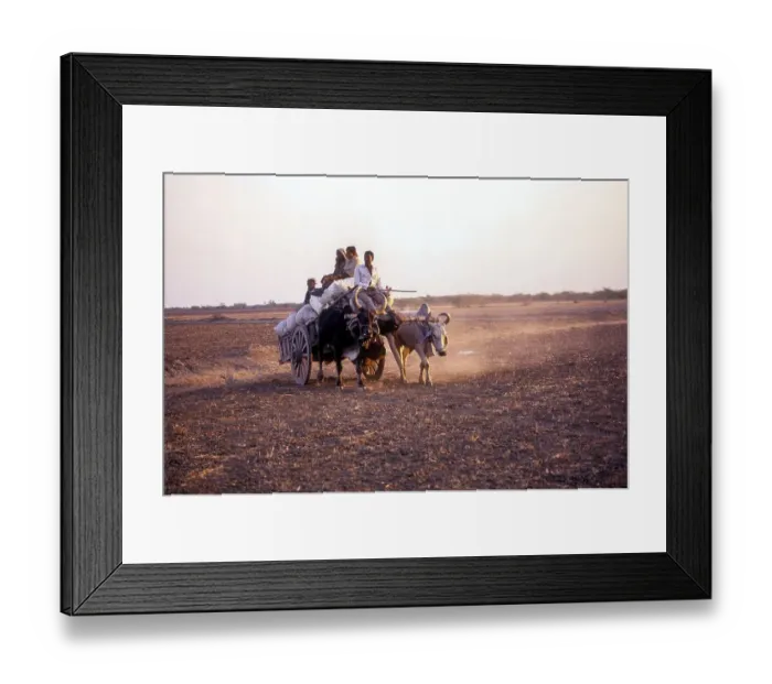 Framed Print : Bullock cart on a field, Saurashtra