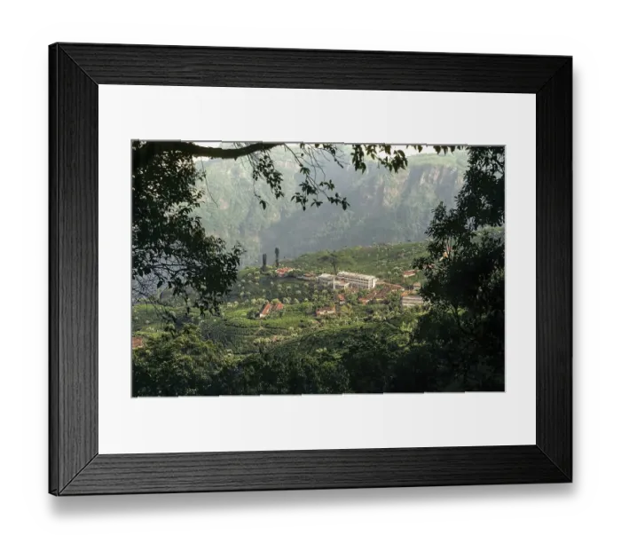 Framed Print : Tea Gardens, Coonoor, Nilgiris Framed Print : Tea Gardens, Coonoor, Nilgiris