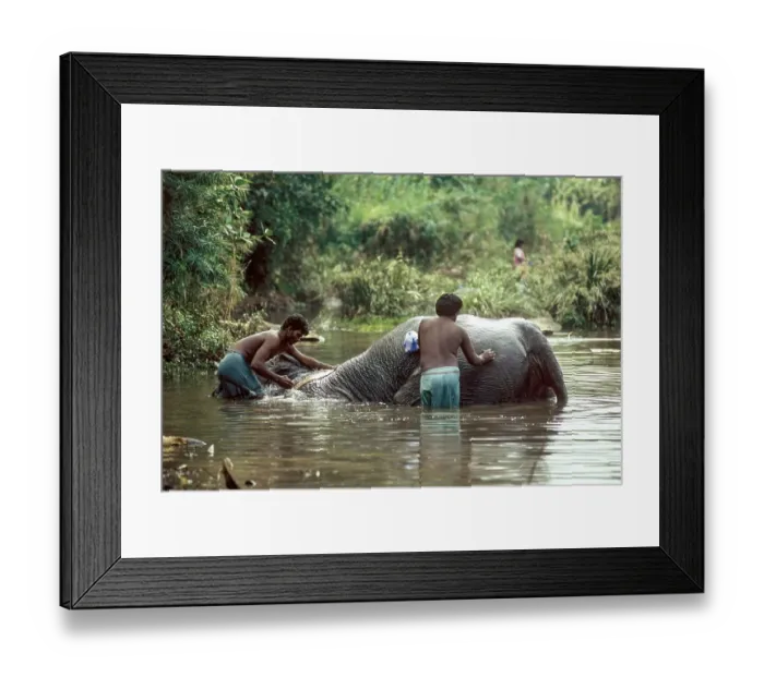 Framed Print : A temple elephant gets a bath from his mahout in a River at Courtalam Kutralam Kuttalam