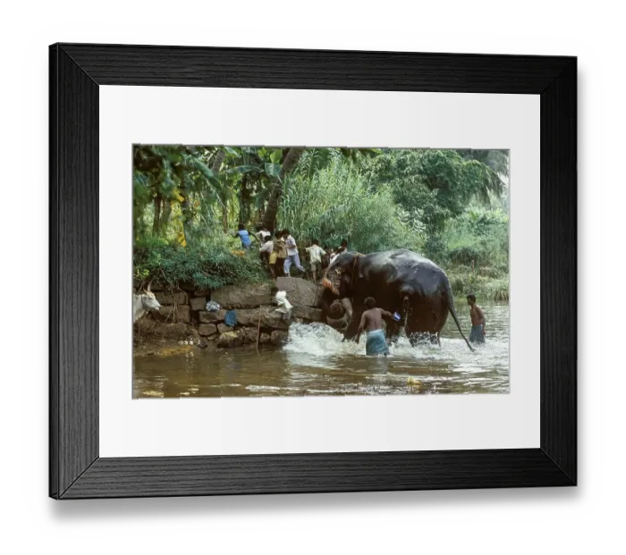 Framed Print : Children running out of fear seeing the elephant getting up from river after bathing at Courtalam Kutralam Kuttalam