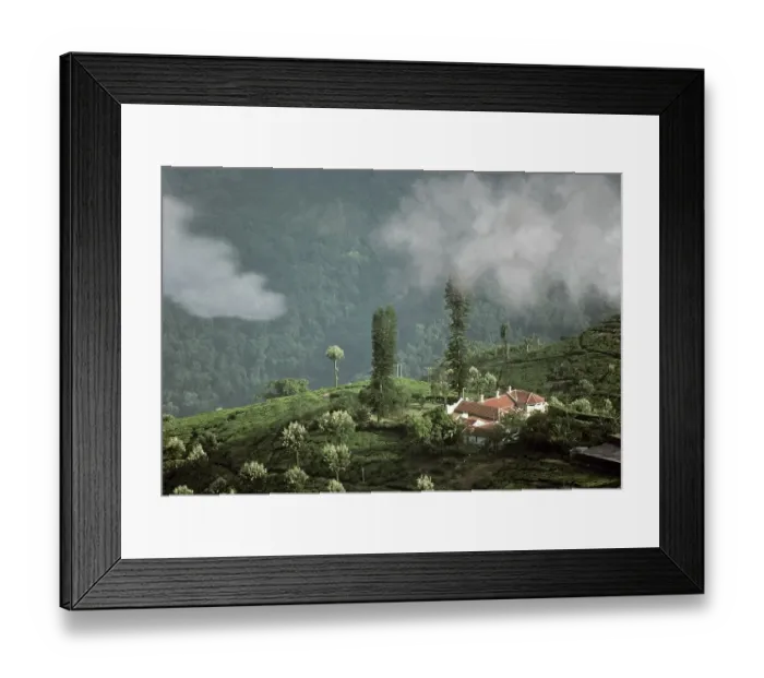 Framed Print : Tea Gardens, Coonoor, Nilgiris Framed Print : Tea Gardens, Coonoor, Nilgiris