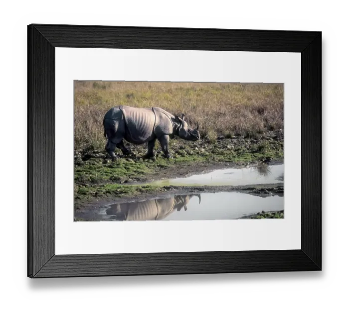 Framed Print : Indian Rhinoceros (Rhinoceros unicornis) in the swamp