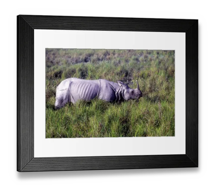 Framed Print : The Great Indian one, Horned Rhinoceros Kaziranga National Park