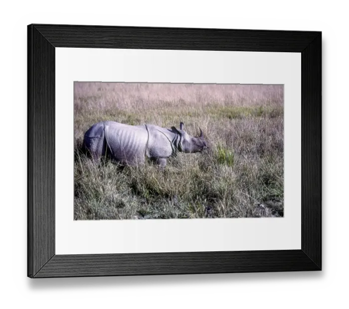 Framed Print : The Great Indian one, Horned Rhinoceros Kaziranga National Park