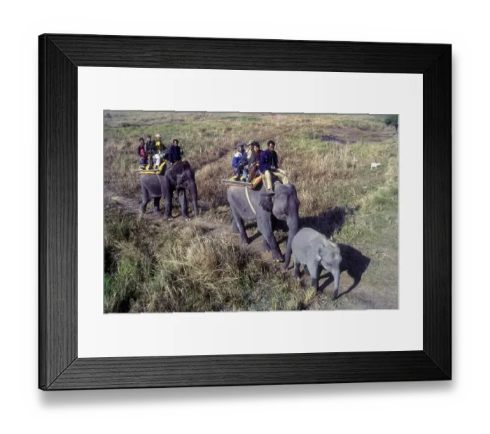 Framed Print : Tourists an Elephant back at Kaziranga National Park