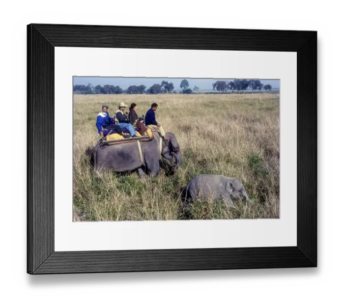 Framed Print : Tourists an Elephant back at Kaziranga National Park