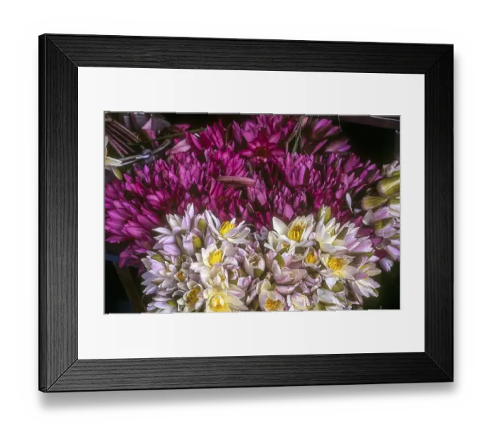 Framed Print : Indian red water lily (Nymphaea rubra) in front of Manakula Vinayagar Temple for sales in Puducherry Pondicherry