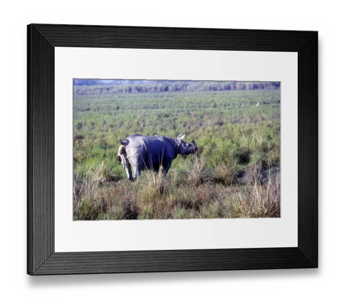 Framed Print : The Great Indian one, Horned Rhinoceros pooping in a forest