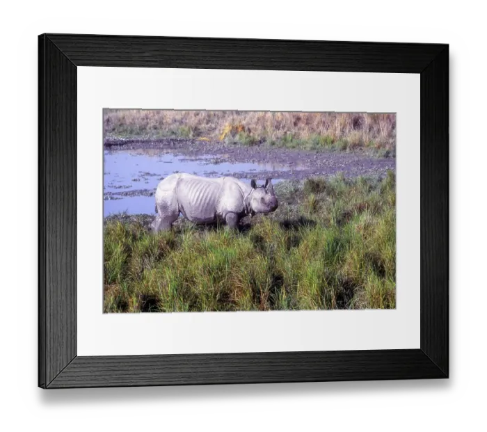 Framed Print : Indian Rhinoceros (Rhinoceros unicornis) in the swamp