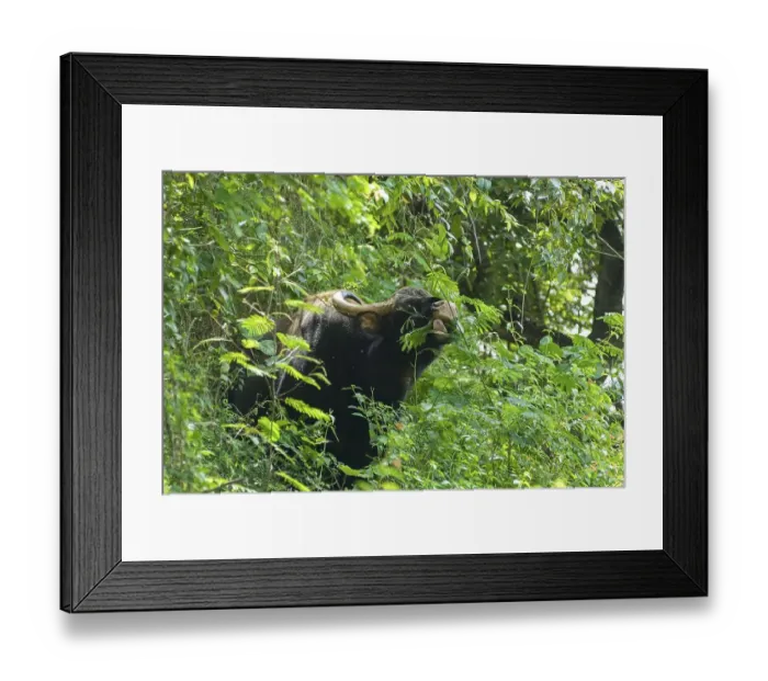 Framed Print : Gaur Indian bison (Bos gaurus) at Singara near Madumalai Framed Print : Gaur Indian bison (Bos gaurus) at Singara near Madumalai
