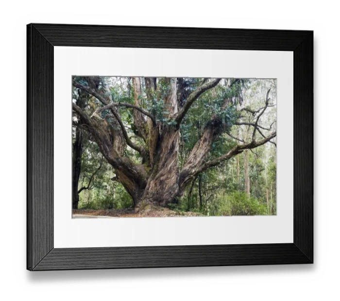 Framed Print : Big sized (Eucalyptus) tree in Nilgiris Framed Print : Big sized (Eucalyptus) tree in Nilgiris
