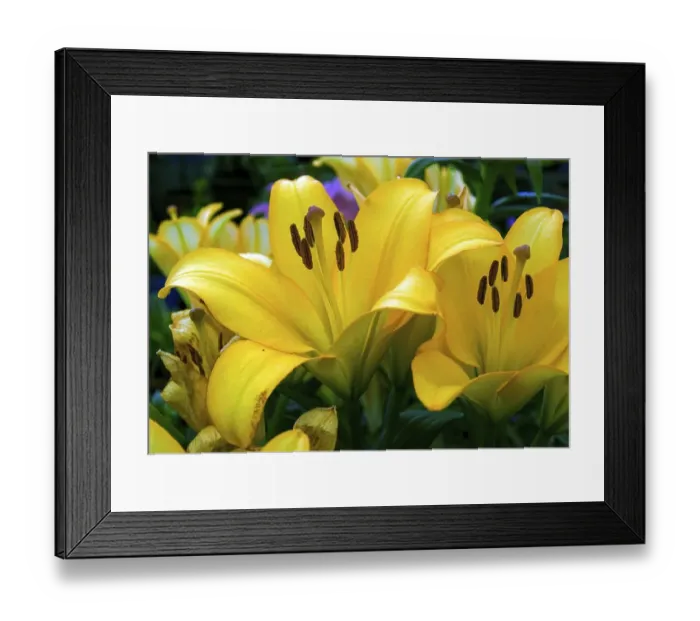 Framed Print : Easter lily (Lilium longiflorum) flower in Nehru park Kothagiri Kotagiri Framed Print : Easter lily (Lilium longiflorum) flower in Nehru park Kothagiri Kotagiri