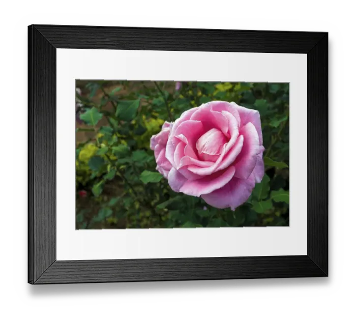 Framed Print : Rose flower in Nehru park Kothagiri Kotagiri