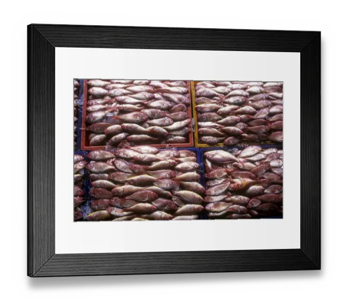 Framed Print : Fish being Packed for delivery to different places Framed Print : Fish being Packed for delivery to different places