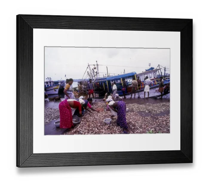 Framed Print : Women sorting fishes in Neendakara Framed Print : Women sorting fishes in Neendakara