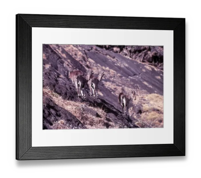 Framed Print : Endemic, the Nilgiri Tahr (Nilgiritragus hylocrius) in Rajamalai Eravikulam National Park