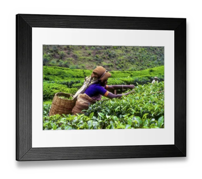 Framed Print : Tea picker in a Rajamalai plantation in Munnar