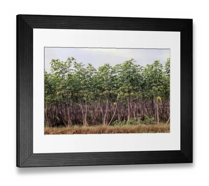 Framed Print : Tapioca cassava (Manihot esculenta) Kerala Framed Print : Tapioca cassava (Manihot esculenta) Kerala
