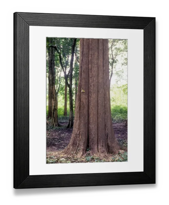 Framed Print : The Conolly's plot, Nilambur Framed Print : The Conolly's plot, Nilambur