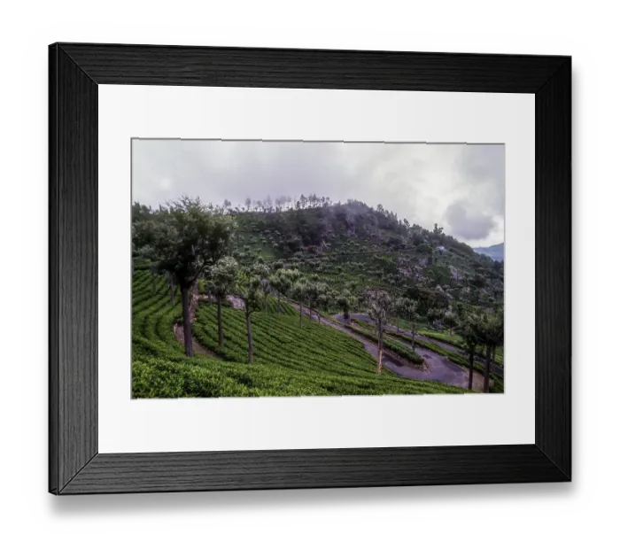 Framed Print : Tea gardens in Kerala, South India, India, Asia Framed Print : Tea gardens in Kerala, South India, India, Asia