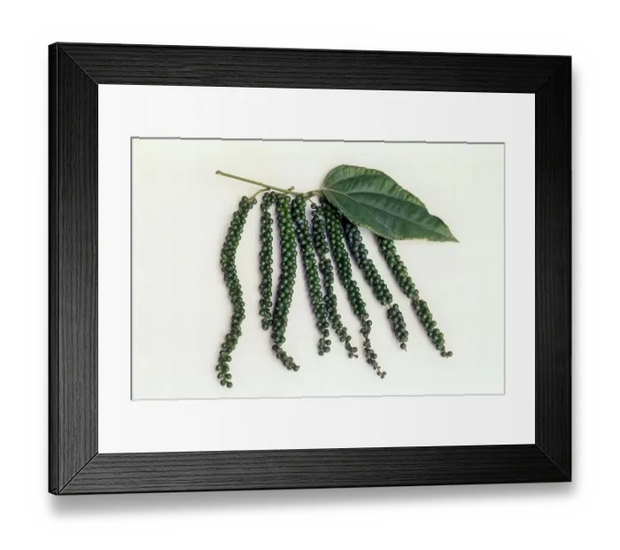 Framed Print : Spices, green pepper (Piper nigrum)