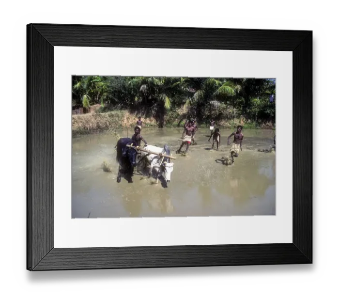 Framed Print : Mixed bullock and buffalo cattle race at Chithali near Palakkad Framed Print : Mixed bullock and buffalo cattle race at Chithali near Palakkad