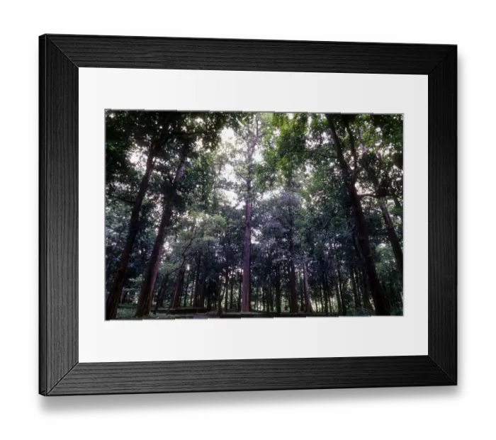 Framed Print : The Conolly's Plot on the banks of Chaliyar river Framed Print : The Conolly's Plot on the banks of Chaliyar river