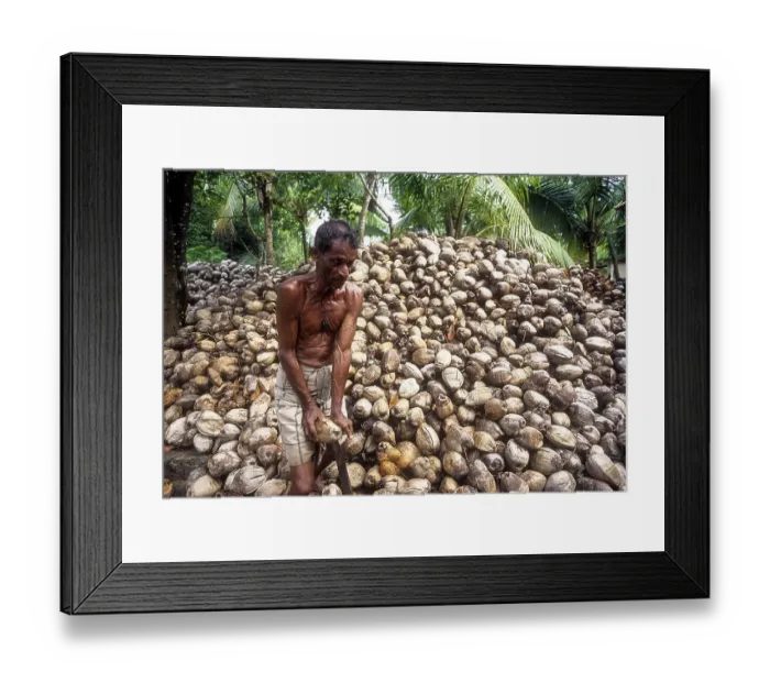 Framed Print : Removing husk of the coconut, Kerala