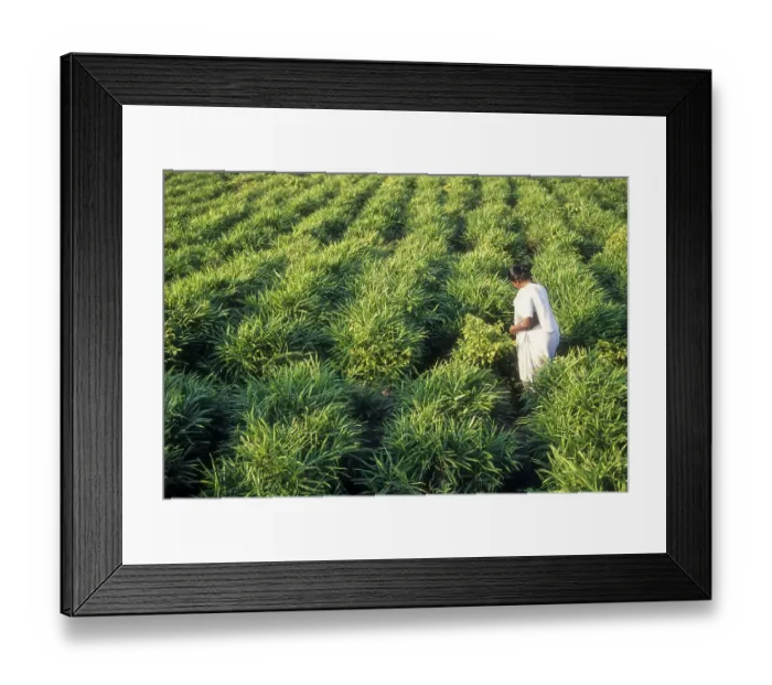 Framed Print : Ginger (Zingiber officinale) garden in Wayanad